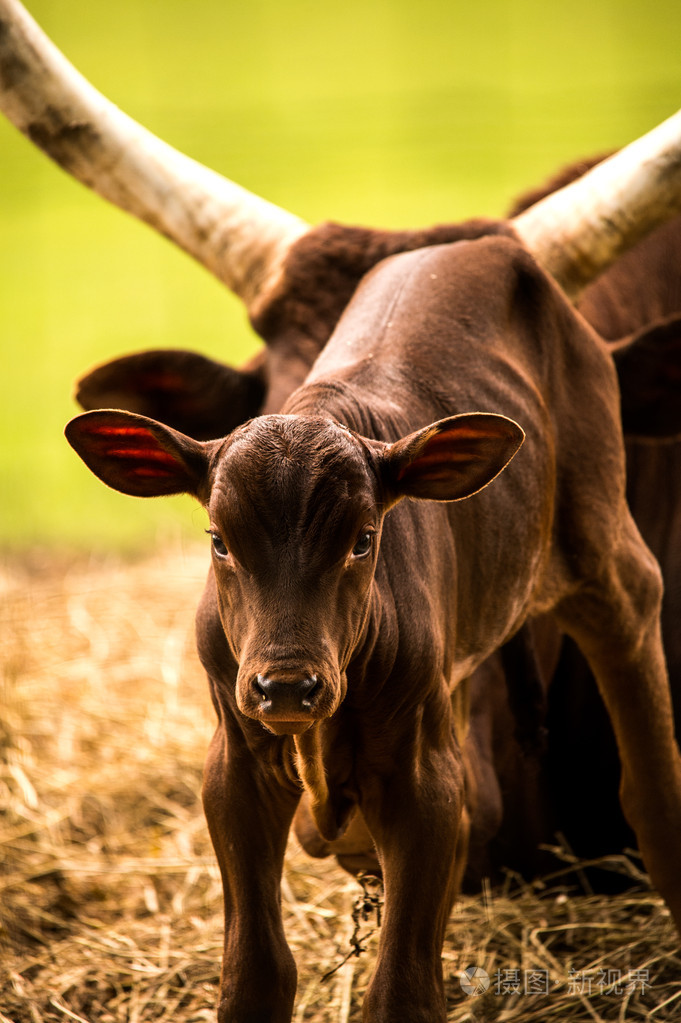 安科莱longhorn小牛