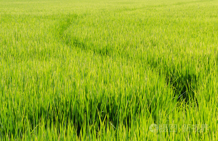 水稻在稻田