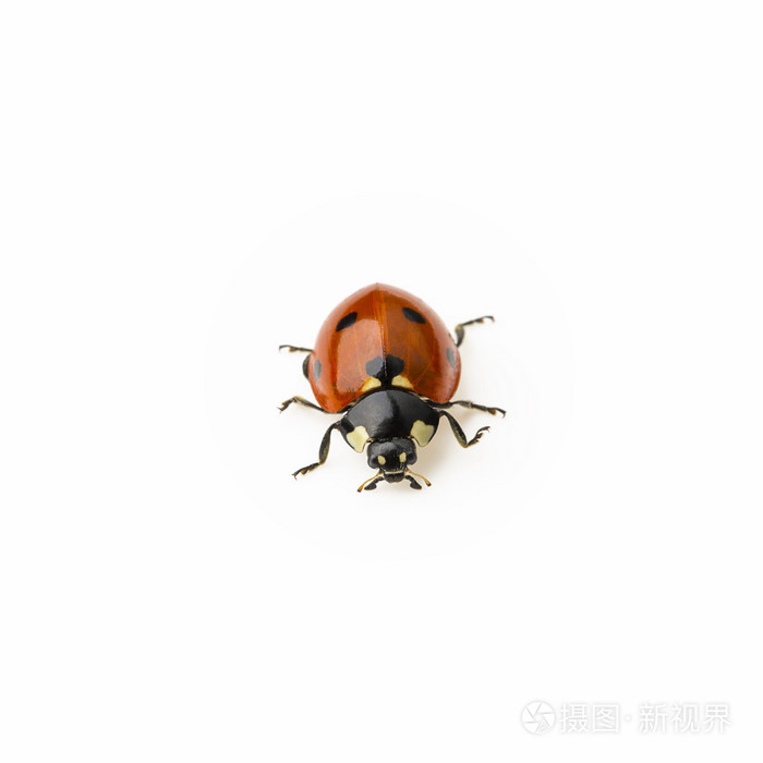 红瓢虫发现昆虫生物学清迈的幸运符春夏季宏动物学照片 正版商用图片1d9dnn 摄图新视界