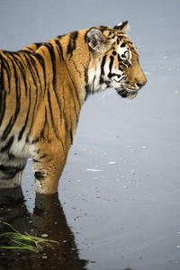 老虎在水中