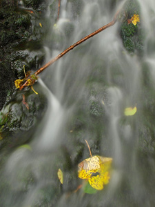 雨后的水充分的小瀑布。多彩的树叶从槭树和野樱桃铺设在湿的玄武岩的岩石。石头和多彩的秋天树叶