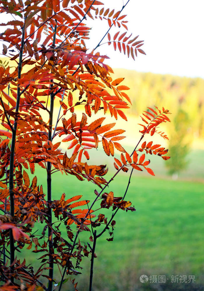 在农村风景花揪树
