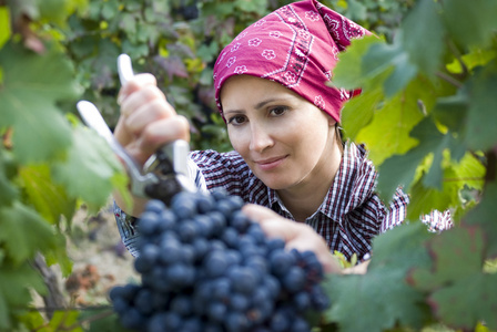 女人采摘葡萄