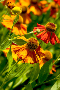 鲜艳的橙色花朵的 helenium