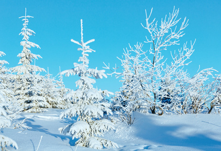 山上的日出和雪树