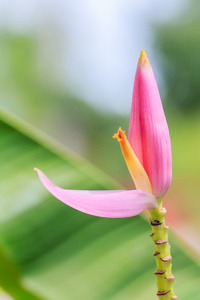 特写镜头拍摄香蕉开花