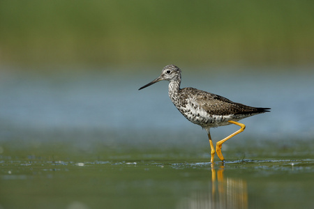 更大的 yellowlegs，tringa 分区