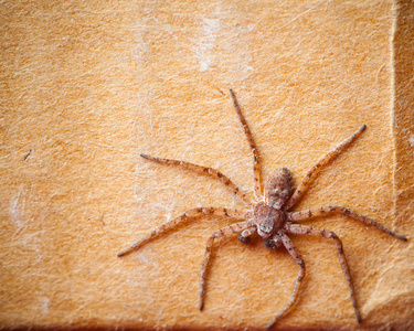 grunge 纸板背景与蜘蛛