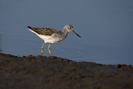 greenshank，tringa nebularia