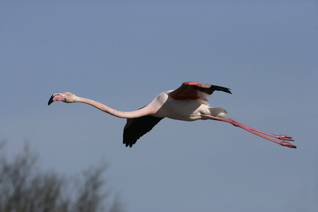 大火烈鸟，phoenicopterus 卢布