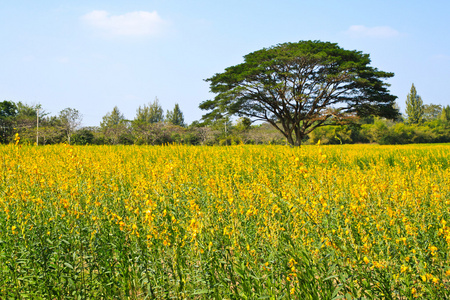 黄色花卉农场大树图片