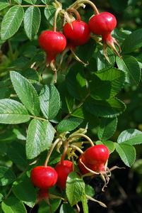 成熟的莓果的 dogrose