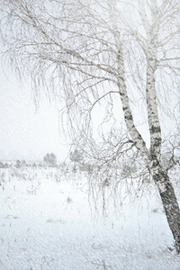 冬季景观。在森林里的降雪