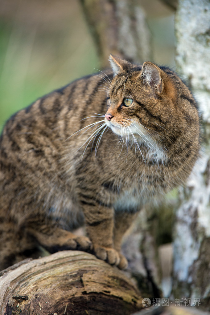 苏格兰野猫