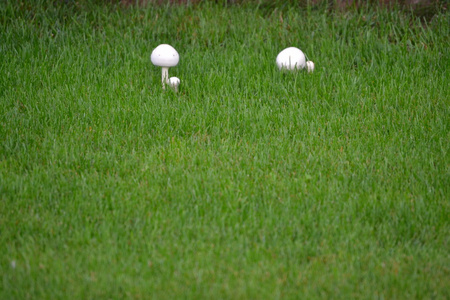 白蘑菇上的绿草背景