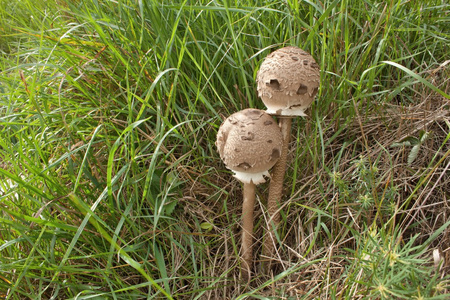 可食用的蘑菇，在草地上环柄菇 procera macrolepiota procera 秋
