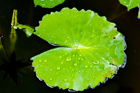 荷叶上的水拖放