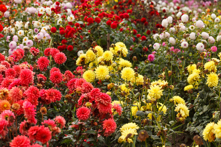 多彩大丽花花