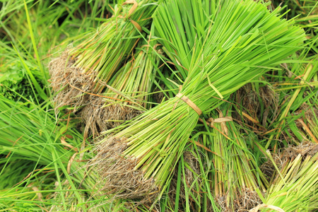 水稻发芽植物在泰国