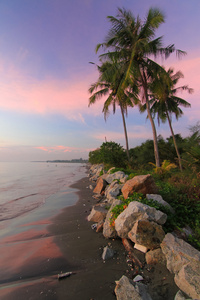 在海边的椰子树图片