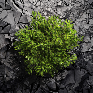 榛子布什在灰色绿色布什照片