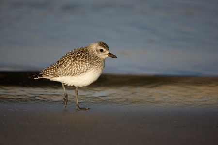 灰色淡水湖 生红球藻 squatarola