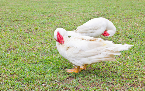 白番鸭清洁本身在绿色草地上图片