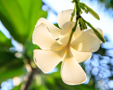 白色素馨花