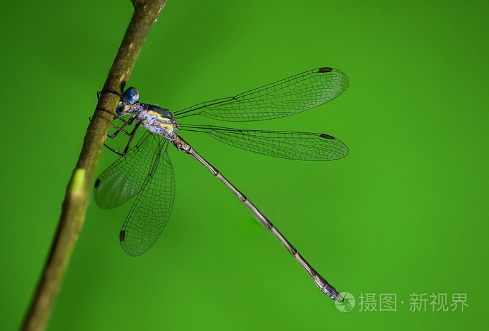 在绿色背景上的蜻蜓