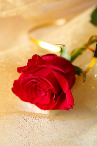 美丽的玫瑰之色织物背景