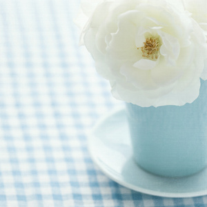 淡蓝色花瓶里的白玫瑰