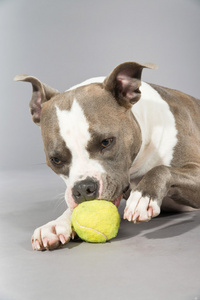 棕色与白色 sp照片