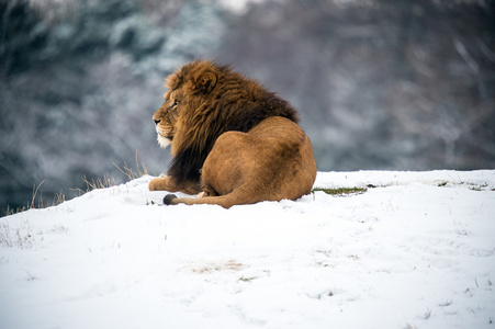 雄性狮子躺上雪照片