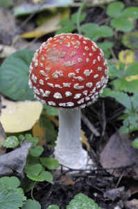 在森林里飞木耳蘑菇的特写