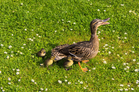 鸭市 ducklings.walk