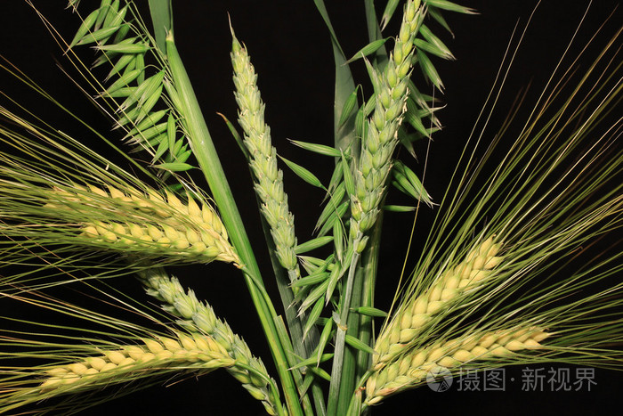 在黑色背景下玉米穗的花束