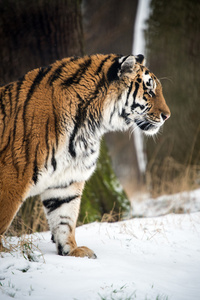 西伯利亚虎走进雪