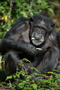 雄性黑猩猩吃的树叶背景