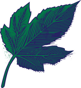 桑叶美丽绿色热带可爱可爱精彩夏威夷花卉中草药手掌矢量图茶的集合.