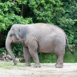 大象在泰国