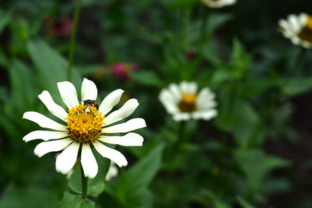 在白花上的蜜蜂