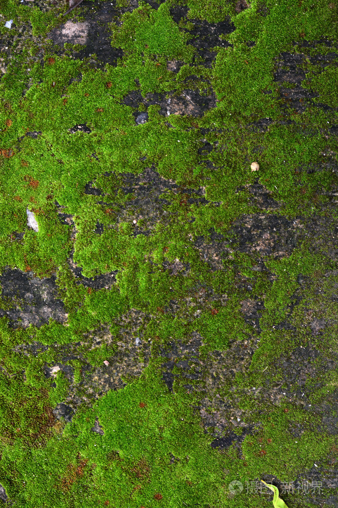 在森林中的绿色长青苔的特写老石头