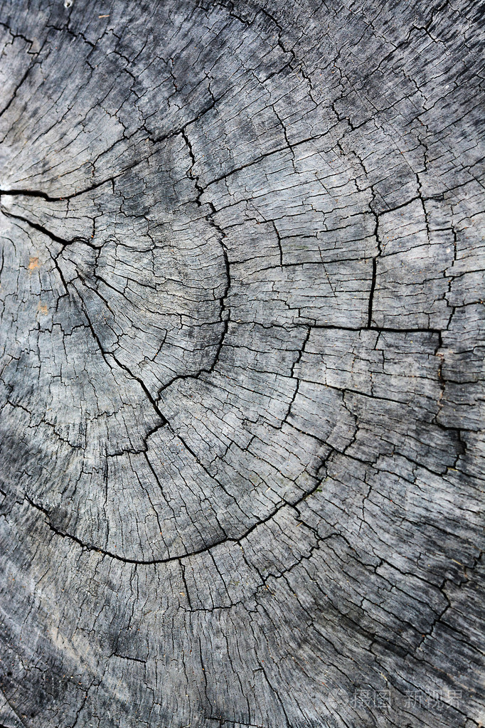 纹理的树桩