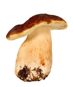 大蘑菇牛肝菌