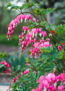 直心花dicentra spectabils