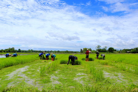 大中农场大米图片