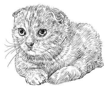 猫猫素描苏格兰折耳猫猫照片