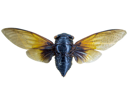 大的棕色蝉图片