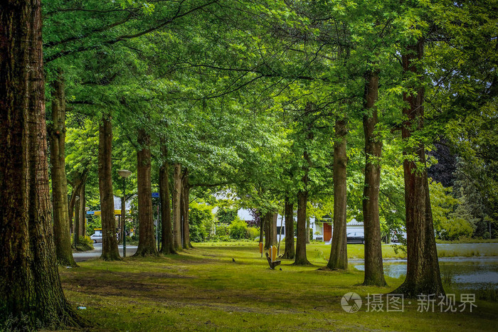 巷的树木在公园的长椅