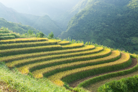 在山的水稻梯田